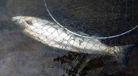 Salmon from River Eden