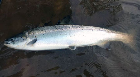 Salmon from River Eden