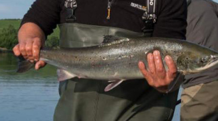 Salmon from River Eden