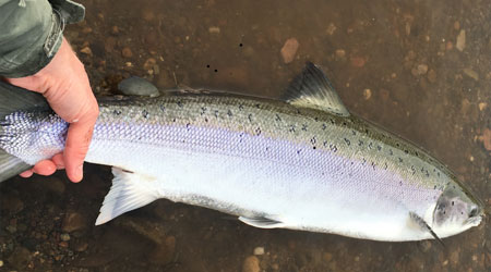 Salmon from River Eden