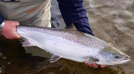 Salmon from River Eden