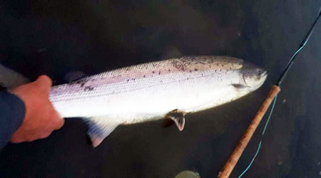 Salmon from River Eden